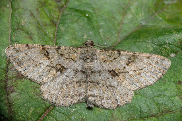 Willow Beuaty moth