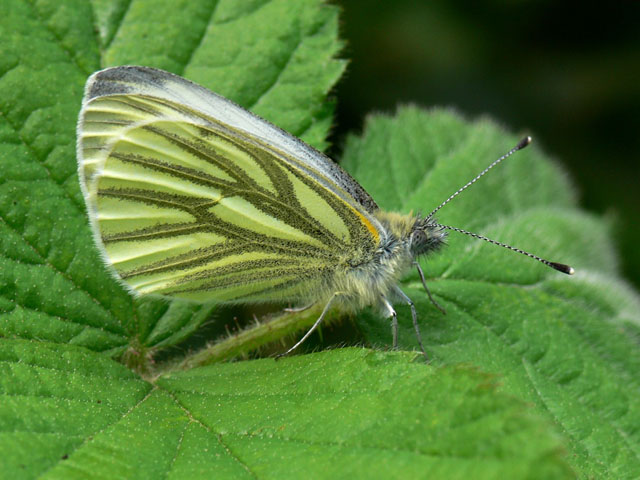 Green-veined White (Pieris napi)