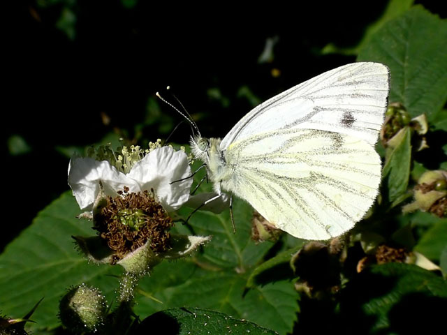 Small White