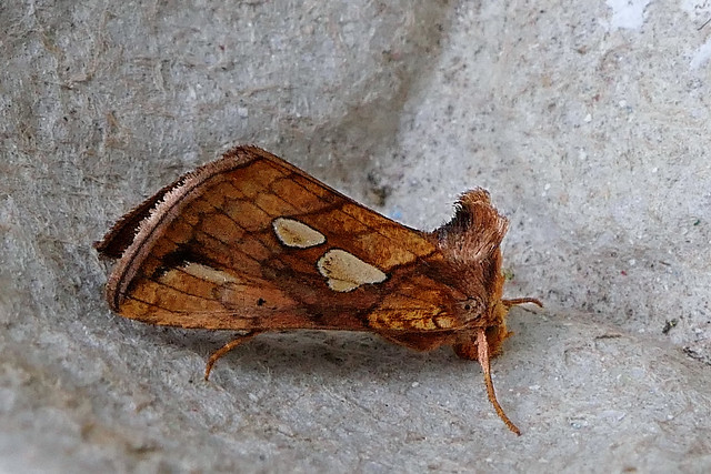 Gold Spot Moth