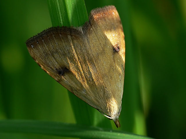 Straw Dot - Rivula sericealis
