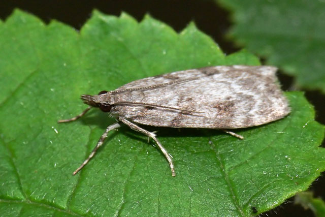 Scoparia ambigualis