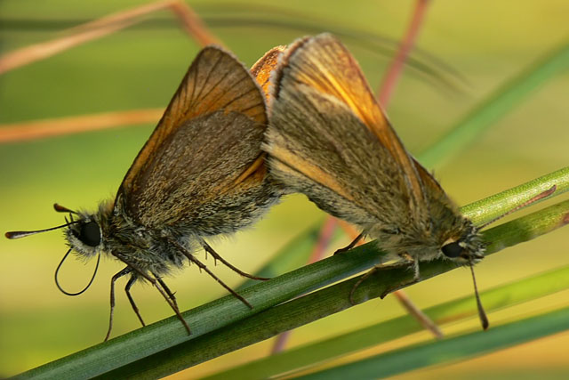 Thymelicus sylvestris