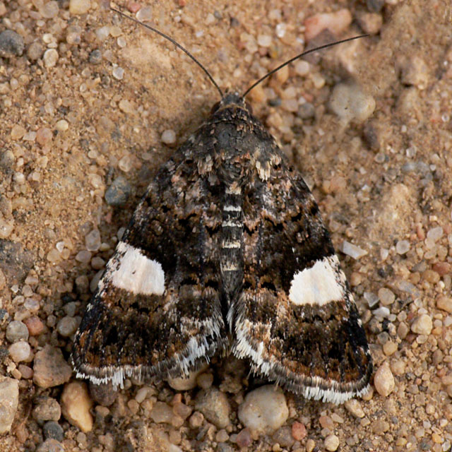 Four Spotted Moth - Tyta luctuosa