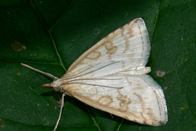 Udea lutealis