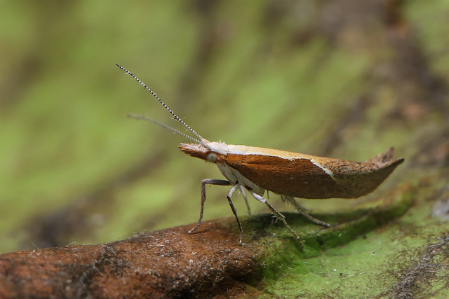 Honeysuckle Moth