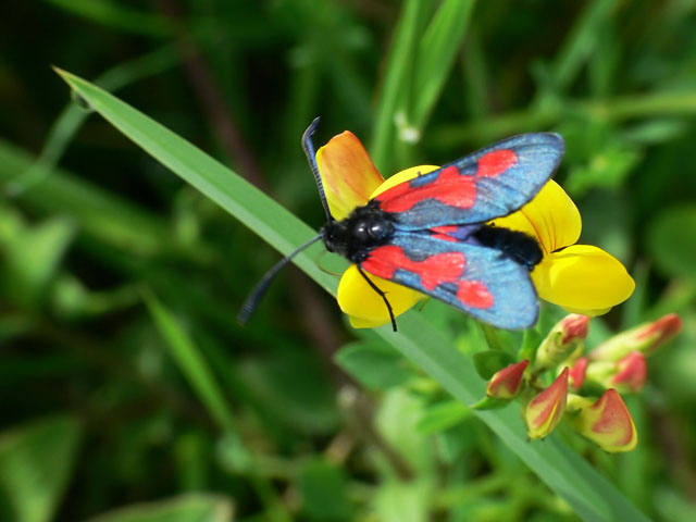 Zygaena trifolii