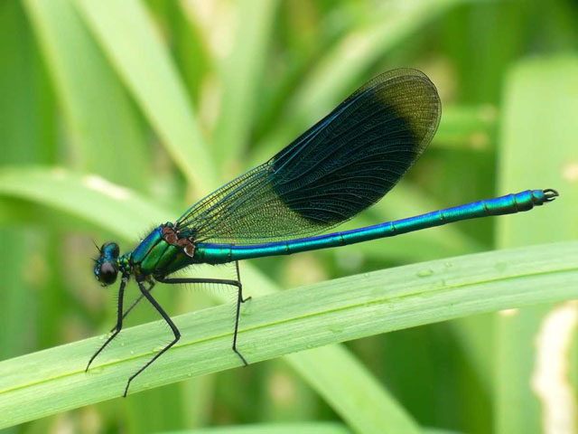 Banded Demoiselle