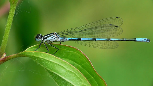 Azure Damselfly Coenagrion puella