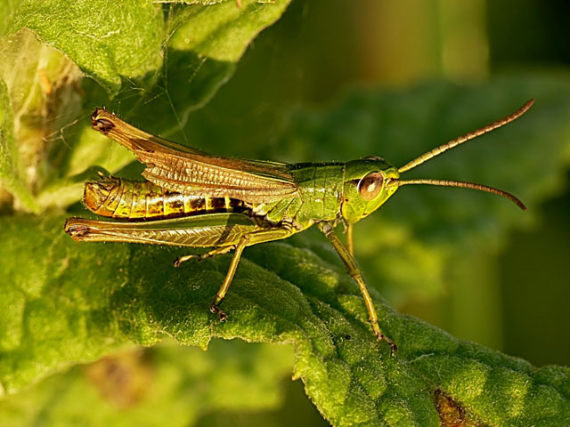Chorthippus parallelus