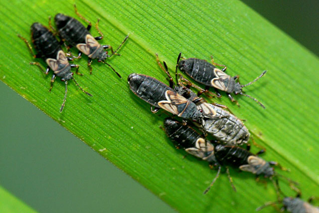 Ischnodemus sabuleti