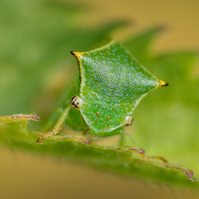 Stictocephala bisonia 