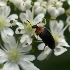 Mordellochroa abdominalis