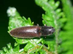 Athous haemorrhoidalis