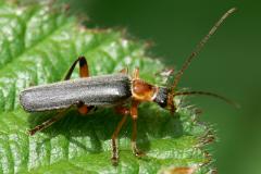 Cantharis nigricans