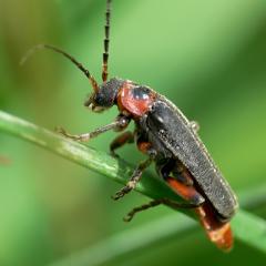 Cantharis rustica