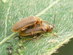 Willow leaf beetles