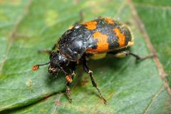 Common Carrion Beetle