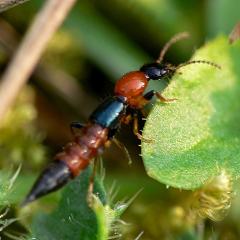 Paederus littoralis, rove beetle, taphylinidae