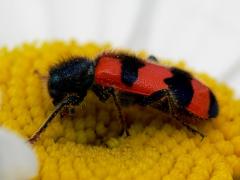 Bee-eating Beetle - Trichodes apiarius