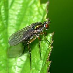 Dolichopus trivialis