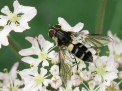 Leucozona laternaria hoverfly syrphidae syrphini