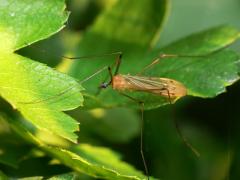 willoughby 14052008-12