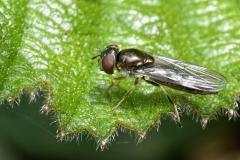 Platycheirus albimanus