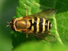 Syrphus ribesii