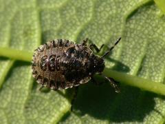 Pentatoma rufipes nymph