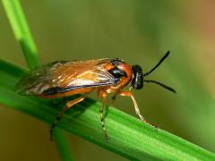 Turnip Sawfly - Athalia rosae
