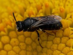 Hylaeus brevicornis