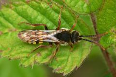 Nomada ruficornis