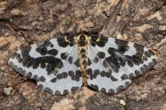 Abraxas grossulariata, Magpie moth, geometridae