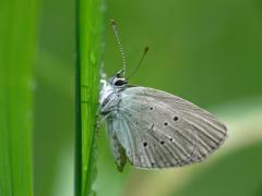 Small Blue - Cupido minimus