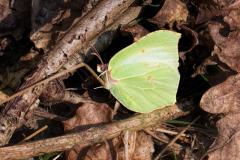 Brimstone Butterfly