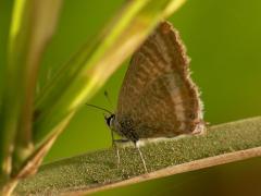 Long-tailed Blue (Lampides boeticus), butterfly, lepidoptera