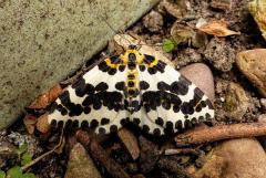 Abraxas grossulariata, Magpie moth, geometridae