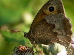 Meadow Brown - Maniola jurtina