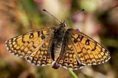 Glanville Fritillary - Melitaea cinxia