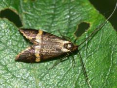 Nemophora degeerella
