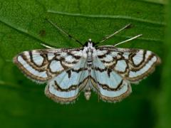 Beautiful China-mark - Nymphula stagnata