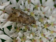 Middle Barred Minor - Oligia fasciuncula