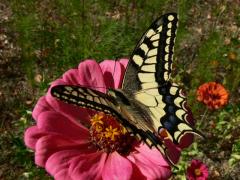 Papilio machaon