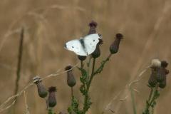 Large White buttrefly