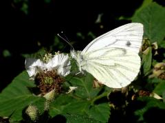 Small White
