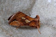 Gold Spot Moth