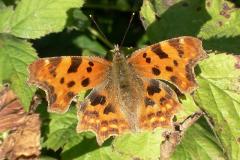 Comma