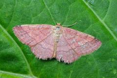 Tawny Wave Moth
