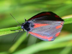 Cinnabar Moth (Tyria jacobaeae)